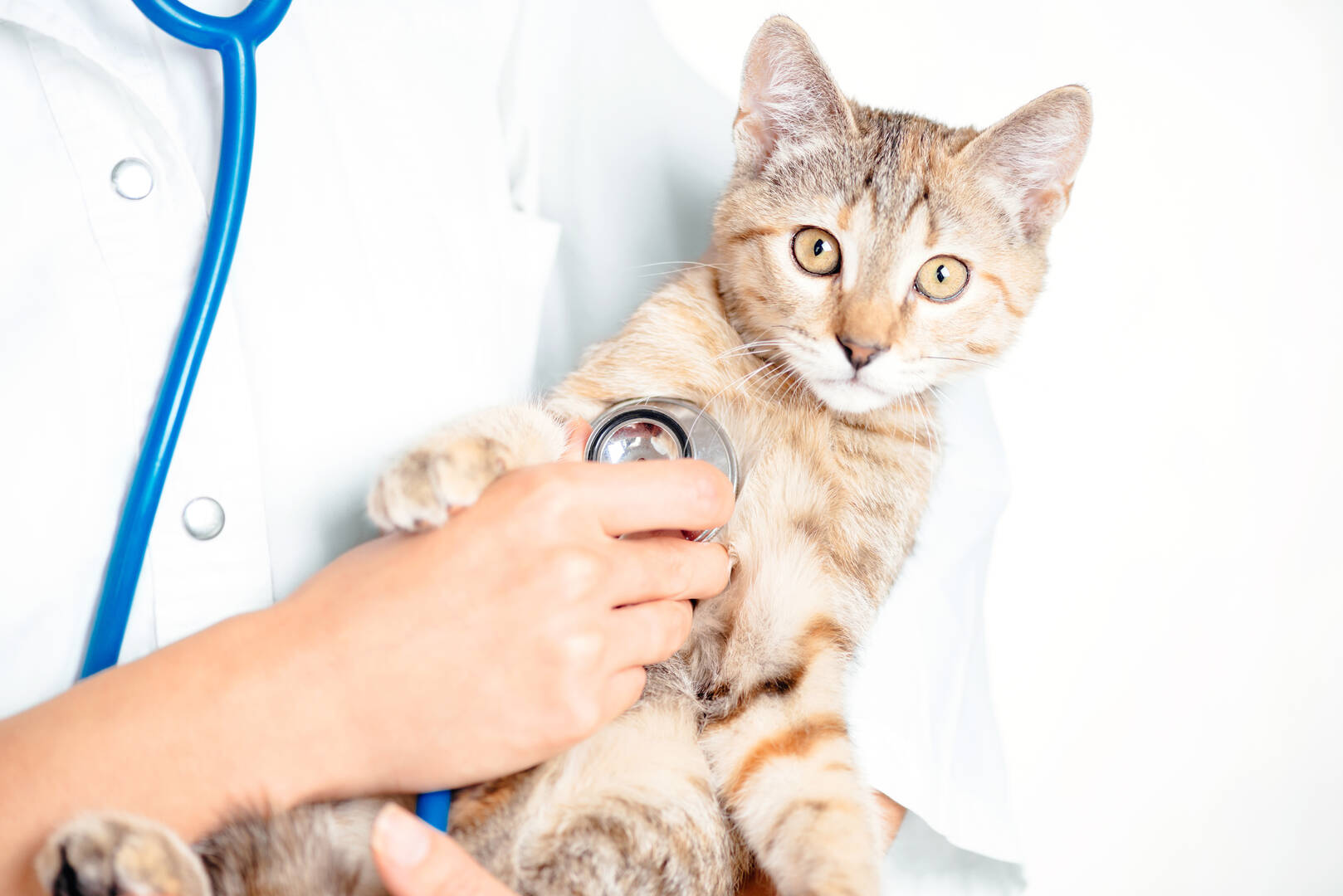 West Charleston Animal Hospital logo