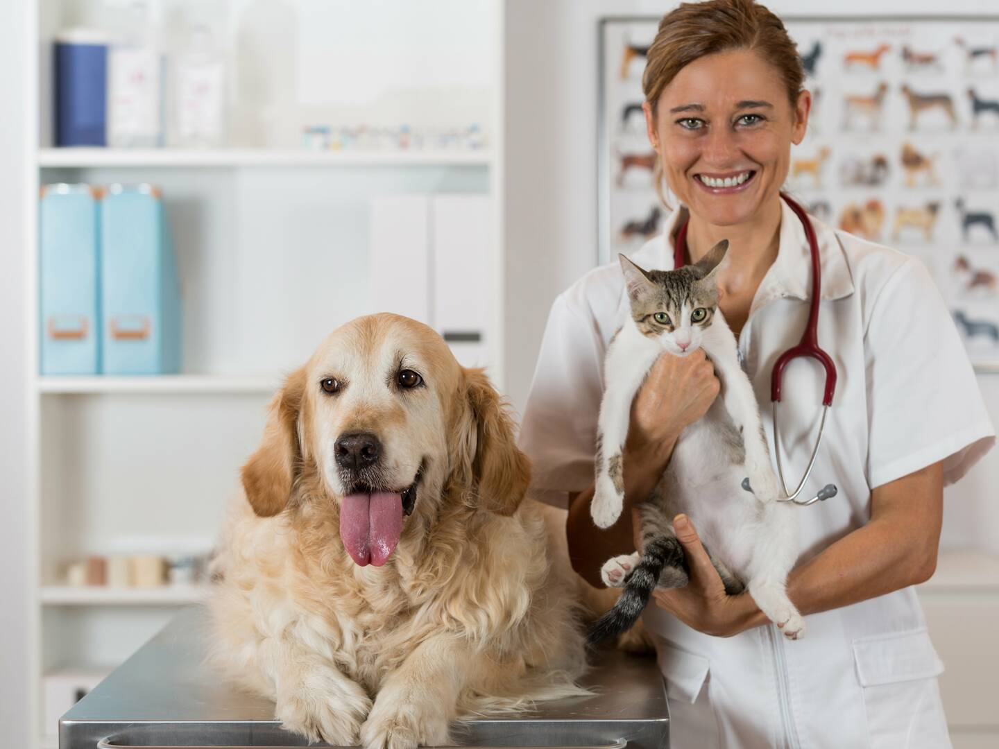 Angel Pet Hospital logo