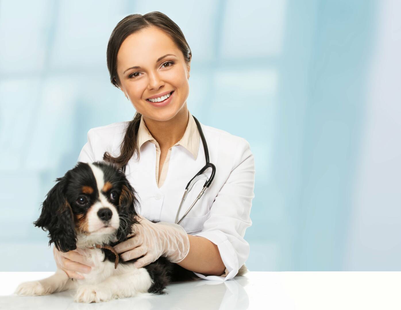 Melton Veterinary Clinic logo